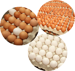 eggs